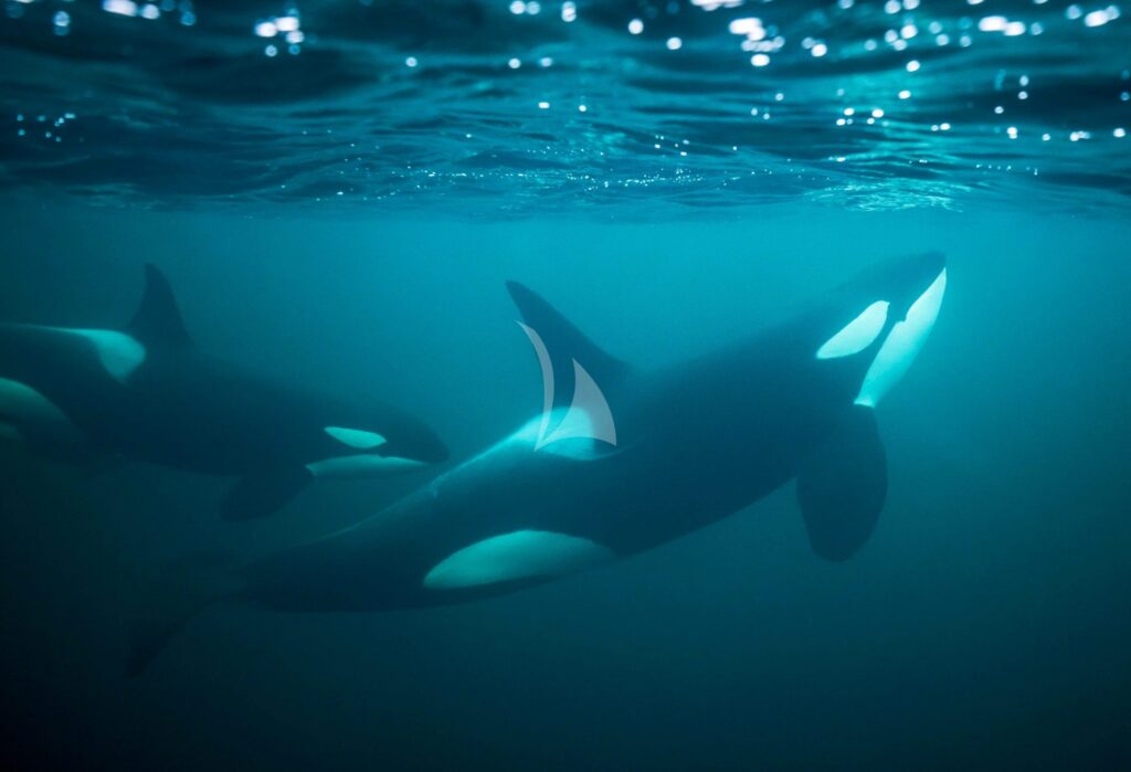 Orcas under water in a northern Norway fjord