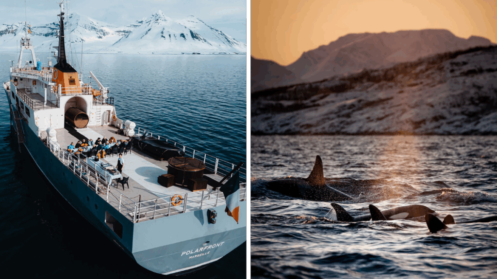 Expedition yacht and orcas in a northern Norway fjord
